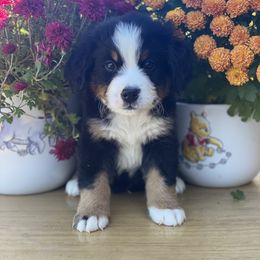 Bernese Mountain Dog Puppies from Blue Ridge Bernese