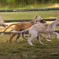 Borzoi Puppies from Rezance Borzoi