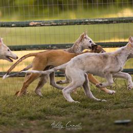 Borzoi Puppies from Rezance Borzoi