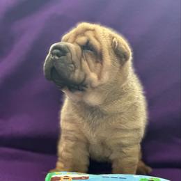 Pumpkin - Red fawn female Chinese Shar-Pei puppy in China, Michigan from Blackwitch Farms