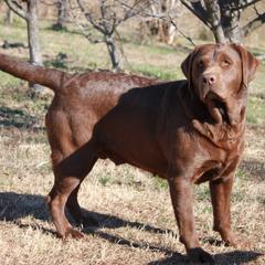 Martha - Labrador Retriever