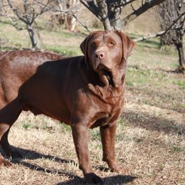 Martha - Labrador Retriever