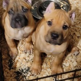 Cane Corso Puppies from Red Wood Cane Corso