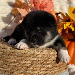 Green - Black and tan male Shiba Inu puppy in Elizabeth, New Jersey from Shiba Inu Loving Care