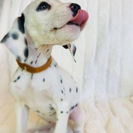 Miss Brown - White and black female Dalmatian puppy in Startup, Washington from Upperleftdalmatians