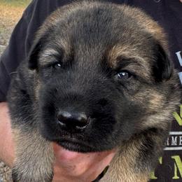 Brown collar boy - Sable male German Shepherd puppy in Lake City, Florida from Saylor Shepherds