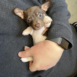 Junior - Chocolate and white male Teddy Roosevelt Terrier puppy in Troy, Ohio from Wiggle Wags Miniature American Shepherds