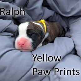 Ralph - Yellow Paw Prints - Brindle male Boxer puppy in Sherrill, Iowa from Balltown Boxers