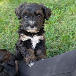 Latte - Black and tan female Yorkipoo puppy in Coshocton, Ohio from Forever Family Puppies