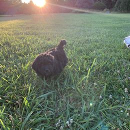 Goldendoodle Puppies from Doodlebloom Farm