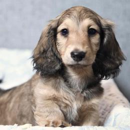 Tater - Cream male Dachshund puppy in Brooksville, Florida from Dapper Doxies