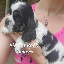 Pigeon Rock Cocker's Green Collar - Black white and tan male Cocker Spaniel puppy in Calhoun, Georgia from Pigeon Rock Cockers