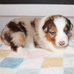 Beam - Red merle female Australian Shepherd puppy in Colorado from Firestone Australian Shepherds