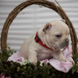 Girl 1 - Cream French Bulldog puppy in West Bloomfield, Michigan from Bully Snob