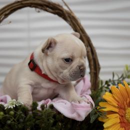 Girl 1 - Cream French Bulldog puppy in West Bloomfield, Michigan from Bully Snob