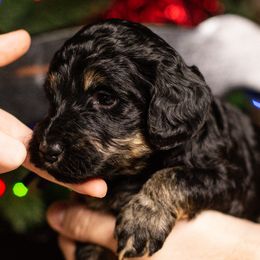Dancer - Phantom female Bernedoodle puppy in Tyner, Kentucky from Good Dog Doodles