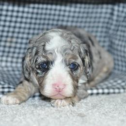 Teddy - Merle male Cockapoo puppy in Moulton, Iowa from Shondel Puppy Paws