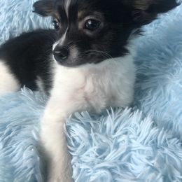 Chihuahua Puppies from Kim's Chi babies from Place of Grace