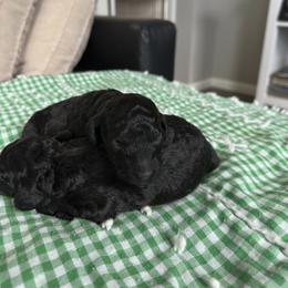 Mr Tiny - Black male Poodle puppy in Severance, Colorado from Cox's Poodle Pups