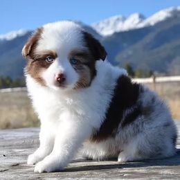 Miniature American Shepherd and Miniature Australian Shepherd Puppies from Back Country Aussies