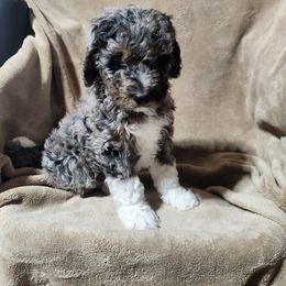 Bernedoodle Puppies from Prairie rose doodles