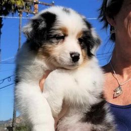 Australian Shepherd Puppies from Red Forrest Australian Shepherds