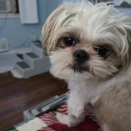 Fizz - Shih Tzu