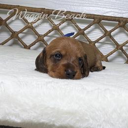 Steve - Red male Dachshund puppy in Sulphur Springs, Texas from Waggin Beach Paradise Doxies