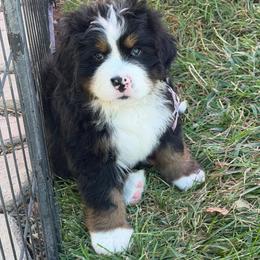 Courage - Black rust and white female Bernese Mountain Dog puppy in Draper, Utah from Breaking Trail Berners
