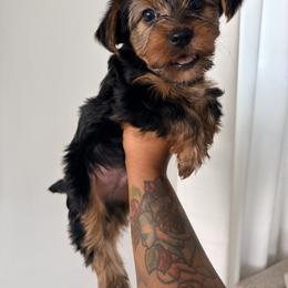 CKC Toby - Black and tan male Yorkshire Terrier puppy in North Carolina from Many Minnie Yorkies