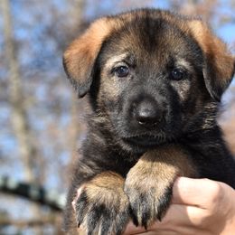 Sable Female (No Collar) - German Shepherd puppy in Oxford, Arkansas from Atlas Shepherds