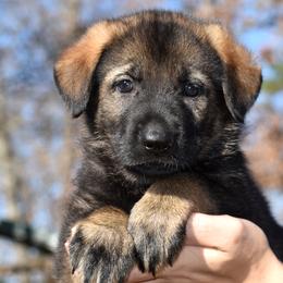 Sable Female (No Collar) - German Shepherd puppy in Oxford, Arkansas from Atlas Shepherds