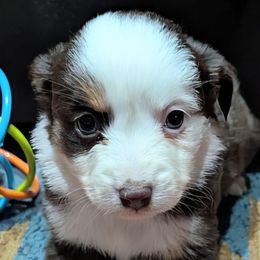 Warner - Red tri female Miniature Australian Shepherd puppy in Frankfort, Indiana from Haleys Farm