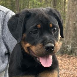 Pink Girl - Black and mahogany female Rottweiler puppy in Newberry, Florida from Darkstarr Rottweilers