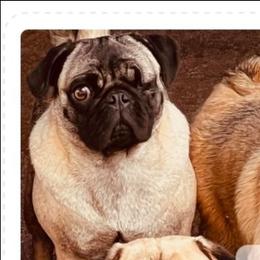 Pepper - Pug