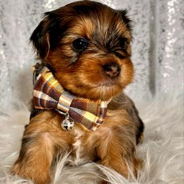 Roco - Tan male Yorkshire Terrier puppy in Denver, Colorado from Melrey's paws
