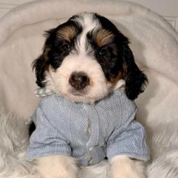 Toast - Tri-color male Bernedoodle puppy in Beecher, Illinois from Erica’s Doodles