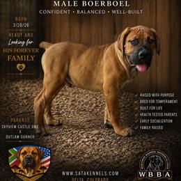 Legacy (Orange) - Brown male Boerboel puppy in Delta, Colorado from SATA Kennels