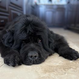 Sadie - Black female Newfoundland puppy in Riverside, California from Gentle Soul Newfoundlands