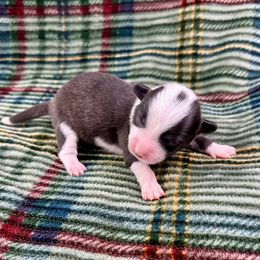 Prancer- fluffy coat - Brindle and white female American Corgi puppy in Waskom, Texas from Piney Woods Corgis
