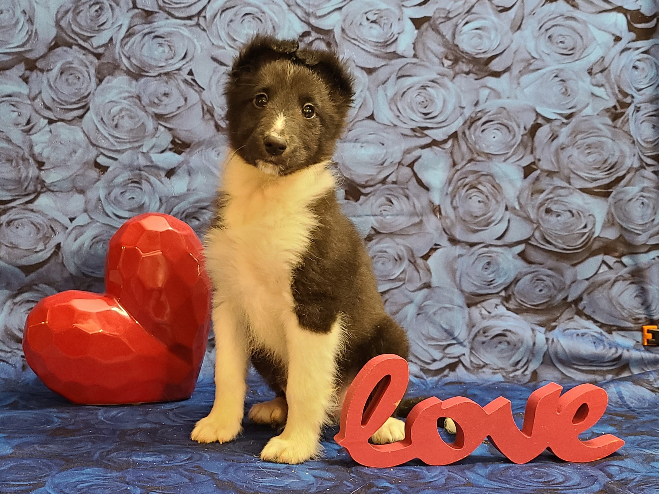Shetland Sheepdog Puppies from Henotic Homestead's Shetland Sheepdogs