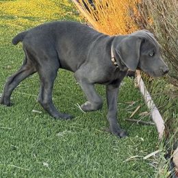 Weimaraner puppies from Kennedy Weimaraners