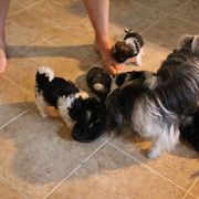Mi-Ki Puppies from Wellspring Mi-kis