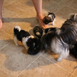 Mi-Ki Puppies from Wellspring Mi-kis