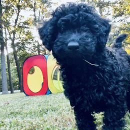 Poodle Puppies from Kindred Companions Toy Doodles