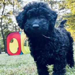 Poodle Puppies from Kindred Companions Toy Doodles