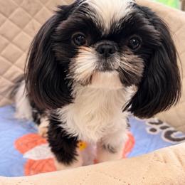 Shih Tzu puppies from Shih Tzu Hauz