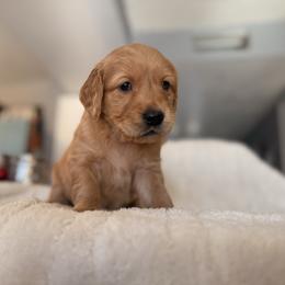Stelline - Golden female Golden Retriever puppy in Sierra Vista, Arizona from Golden Borealis