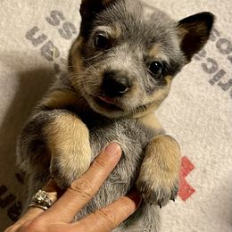 Australian Cattle Dog Puppies from Tin Roof Australian Cattle Dogs