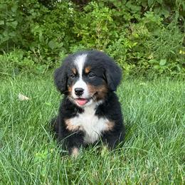 Frannie - Black rust and white female Bernese Mountain Dog puppy in Dundee, Ohio from Steinhaus Dogs